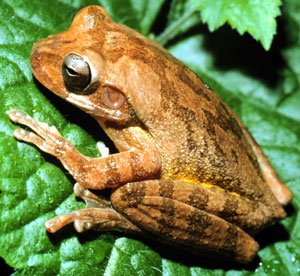 Disfruta el entretenimiento de Fu Frog, ¡jugable en línea en México gratis - overview
